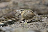 Image. Short-tailed Scimitar Babbler
