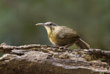 Image. Short-tailed Scimitar Babbler