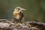 Image. Short-tailed Scimitar Babbler