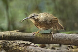 Image. Short-tailed Scimitar Babbler