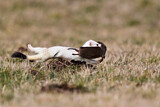 Image. Short-tailed Weasel
