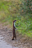 Image. Short-tailed Weasel