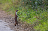 Image. Short-tailed Weasel