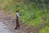 Image. Short-tailed Weasel