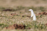 Image. Short-tailed Weasel