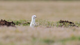 Image. Short-tailed Weasel