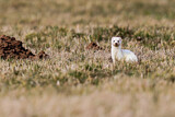 Image. Short-tailed Weasel