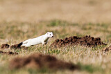 Image. Short-tailed Weasel