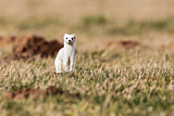 Image. Short-tailed Weasel