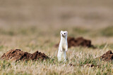 Image. Short-tailed Weasel