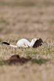 Image. Short-tailed Weasel