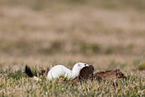 Image. Short-tailed Weasel