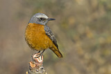 Image. Short-toed Rock Thrush 