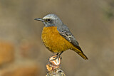 Image. Short-toed Rock Thrush 