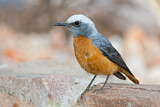 Image. Short-toed Rock Thrush 