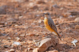 Image. Short-toed Rock Thrush 