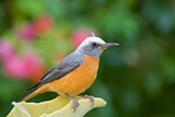 Image. Short-toed Rock Thrush 