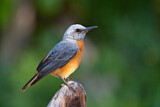 Image. Short-toed Rock Thrush 