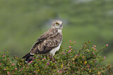 Image. Short-toed Snake Eagle