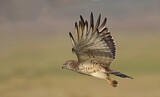 Image. Short-toed Snake Eagle