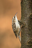 Image. Short-toed Treecreeper