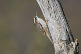 Image. Short-toed Treecreeper