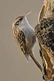 Image. Short-toed Treecreeper