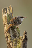 Image. Short-toed Treecreeper