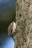 Image. Short-toed Treecreeper