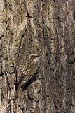 Image. Short-toed Treecreeper