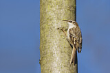 Image. Short-toed Treecreeper