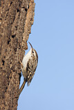 Image. Short-toed Treecreeper