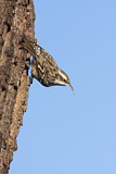 Image. Short-toed Treecreeper