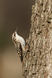 Image. Short-toed Treecreeper
