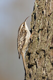 Image. Short-toed Treecreeper
