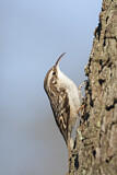 Image. Short-toed Treecreeper