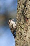 Image. Short-toed Treecreeper
