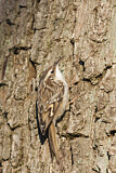 Image. Short-toed Treecreeper