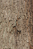 Image. Short-toed Treecreeper