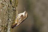Image. Short-toed Treecreeper