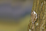 Image. Short-toed Treecreeper