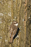 Image. Short-toed Treecreeper