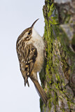 Image. Short-toed Treecreeper