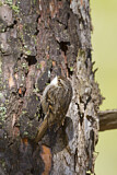 Image. Short-toed Treecreeper