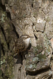 Image. Short-toed Treecreeper