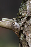 Image. Short-toed Treecreeper