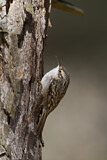 Image. Short-toed Treecreeper