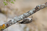 Image. Short-toed Treecreeper