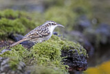 Image. Short-toed Treecreeper
