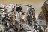 Image. Short-toed Treecreeper